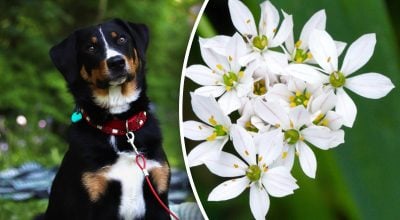 Китайський гороскоп на завтра Китайський гороскоп на завтра