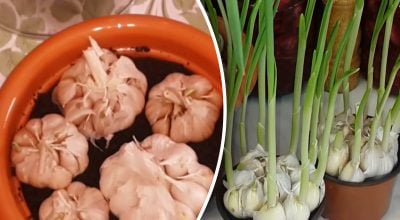 Свежая зелень круглый год: как выращивать чеснок на подоконнике