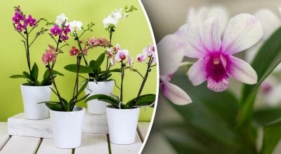 Орхидеи пышно зацветут весной: что нужно сделать уже сейчас