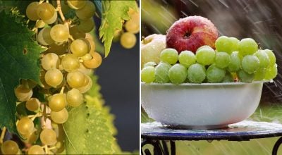 Виноград Виноград