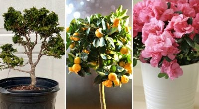 Будет вау-эффект: что подарить на Рождество тем, у кого всё есть