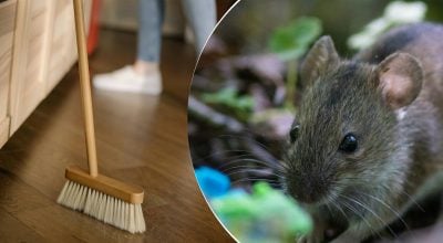 Українцям рекомендують у грудні розкладати вату на кухні: для чого