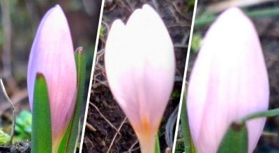 Ареал брандушки щороку скорочується Ареал брандушки щороку скорочується