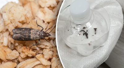 Отпугиватель для моли, моль