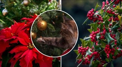 Кішка, ялиця, падуб, пуансетія 