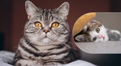 Викликають біль і стрес у тварин: які небезпечні помилки роблять власники котів