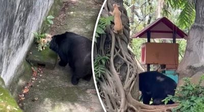 Кошка зашла в вольер к медведям: очевидцы были поражены тем, чем это закончилось