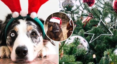 Новий рік, собака