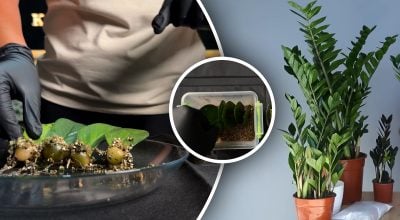 Как вырастить "долларовое дерево" из листка: домашний метод, который работает