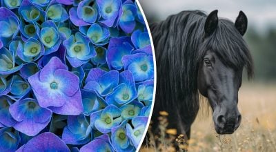 Китайский гороскоп на завтра 24 декабря: Лошадям - обиды, Свиньям - беспокойство