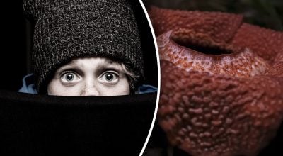 Що має найжахливіший запах у світі