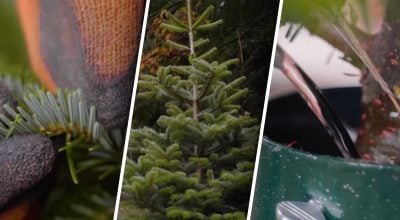 Як зберегти свіжість новорічної ялинки надовго: поради експерта