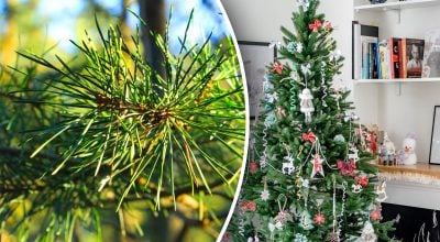Як із користю використати хвою від ялинки