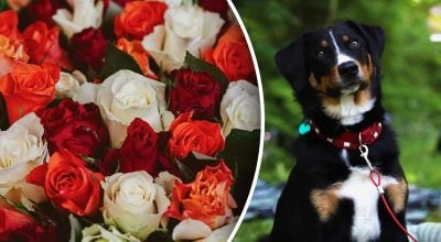 Китайський гороскоп на завтра