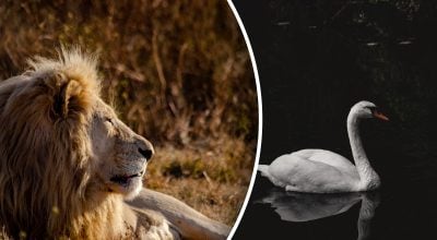 Кохання всього життя: які тварини обирають супутника лише один раз