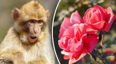 Китайський гороскоп на завтра