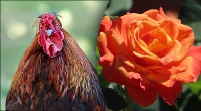 Китайський гороскоп на завтра