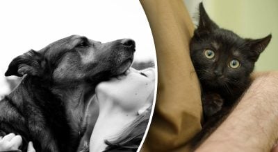 Больше, чем людей: знаки зодиака, которые обожают животных