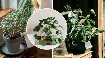 Привлекают счастье и благополучие: 5 комнатных растений, которые принесут удачу в Новом году