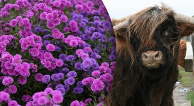 Китайський гороскоп на завтра