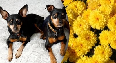 Китайський гороскоп на завтра 29 грудня: Драконам - гнів, Собакам - плітки