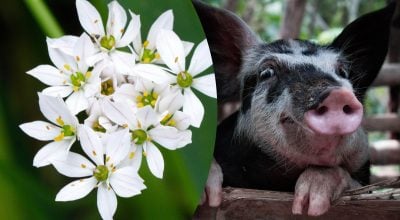 Китайський гороскоп на завтра