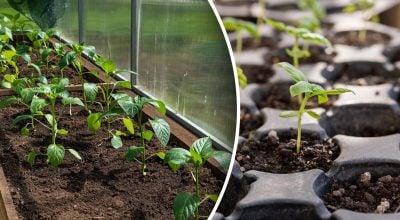 Посівний календар на січень 2026 року