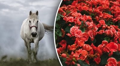 Китайский гороскоп на завтра 31 декабря: Лошадям - конфликт, Козлам - обиды