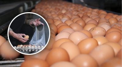 В Україні після Нового року різко перепишуть ціни на яйця - скільки коштуватимуть