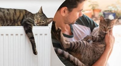 Як зрозуміти, що коту холодно: експерти назвали найкращу температуру для котів