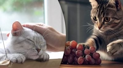 Який популярний продукт смертельний для кота — здивує навіть досвідчених господарів