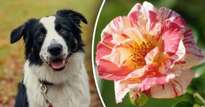 Китайський гороскоп на сьогодні 2 грудня: Собакам - страх, Коням - розчарування