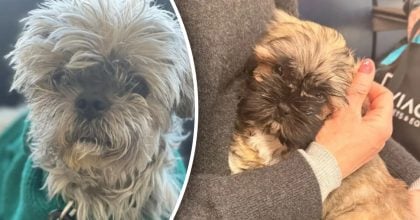 Жінка клонувала покійного собаку за $50 тисяч, але незабаром пошкодувала