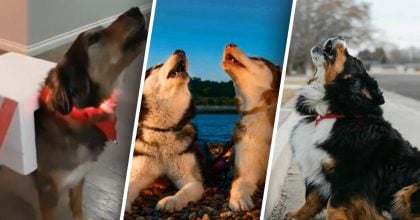 Чому собаки виють на сирену: ветеринар назвала причини