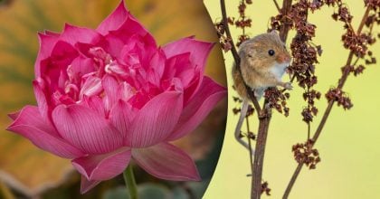 Китайский гороскоп на завтра 3 декабря: Крысам - злость, Собакам - лень