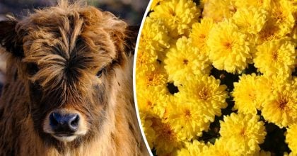 Китайский гороскоп на завтра 4 декабря: Быкам - ссоры, Змеям - беспокойство