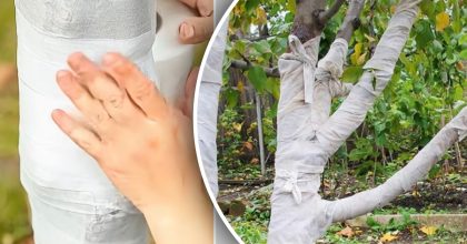 Ефективніший за побілку: простий спосіб уберегти дерева від морозу і гризунів