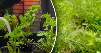 Можна не купувати: яку зелень потрібно посадити на підвіконні просто зараз