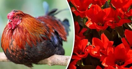 Китайский гороскоп на завтра 6 декабря: Петухам - напряжение, Собакам - разрыв