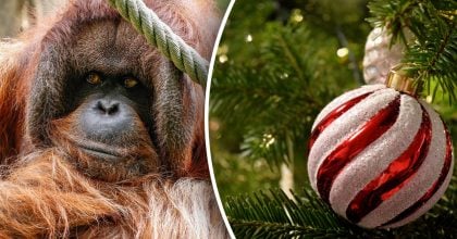 Китайський гороскоп на завтра 7 грудня: Зміям - потрясіння, Мавпам - проблеми