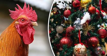 Китайский гороскоп на сегодня 8 декабря: Лошадям - неприятности, Петухам - разочарования