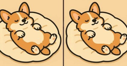 Тест на IQ: найдите 3 отличия на картинке спящей собаки за 51 секунду