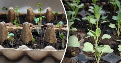 Що посіяти в січні на розсаду: паростки будуть найміцнішими