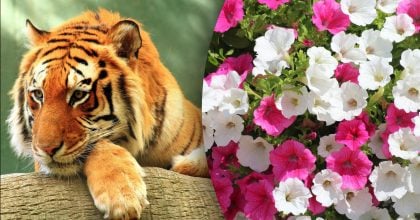 Китайский гороскоп на завтра 10 декабря: Тиграм - обман, Змеям - боль