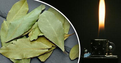 Є кілька дат у грудні: коли потрібно спалити лавровий листок і що це принесе