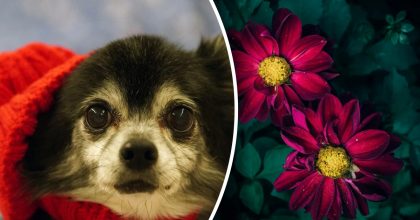 Китайский гороскоп на сегодня 11 декабря: Собакам - истощение, Быкам - ошибки