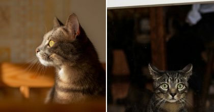 Как коты предупреждают хозяев о приближении беды: 7 признаков, которые не стоит игнорировать
