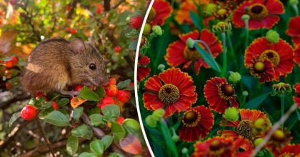 Китайський гороскоп на завтра 12 грудня: Щурам - образа, Зміям - гнів