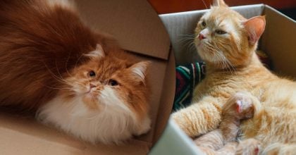 Почему коты на самом деле любят картонные коробки: ответ многих удивит