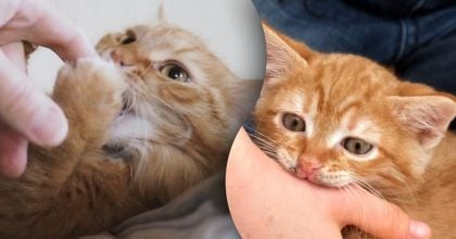 Чому кіт кусає, коли його гладять — пояснення здивує навіть досвідчених господарів